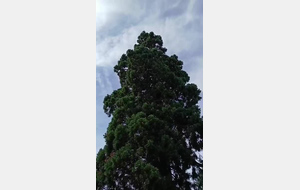 arbre remarquable